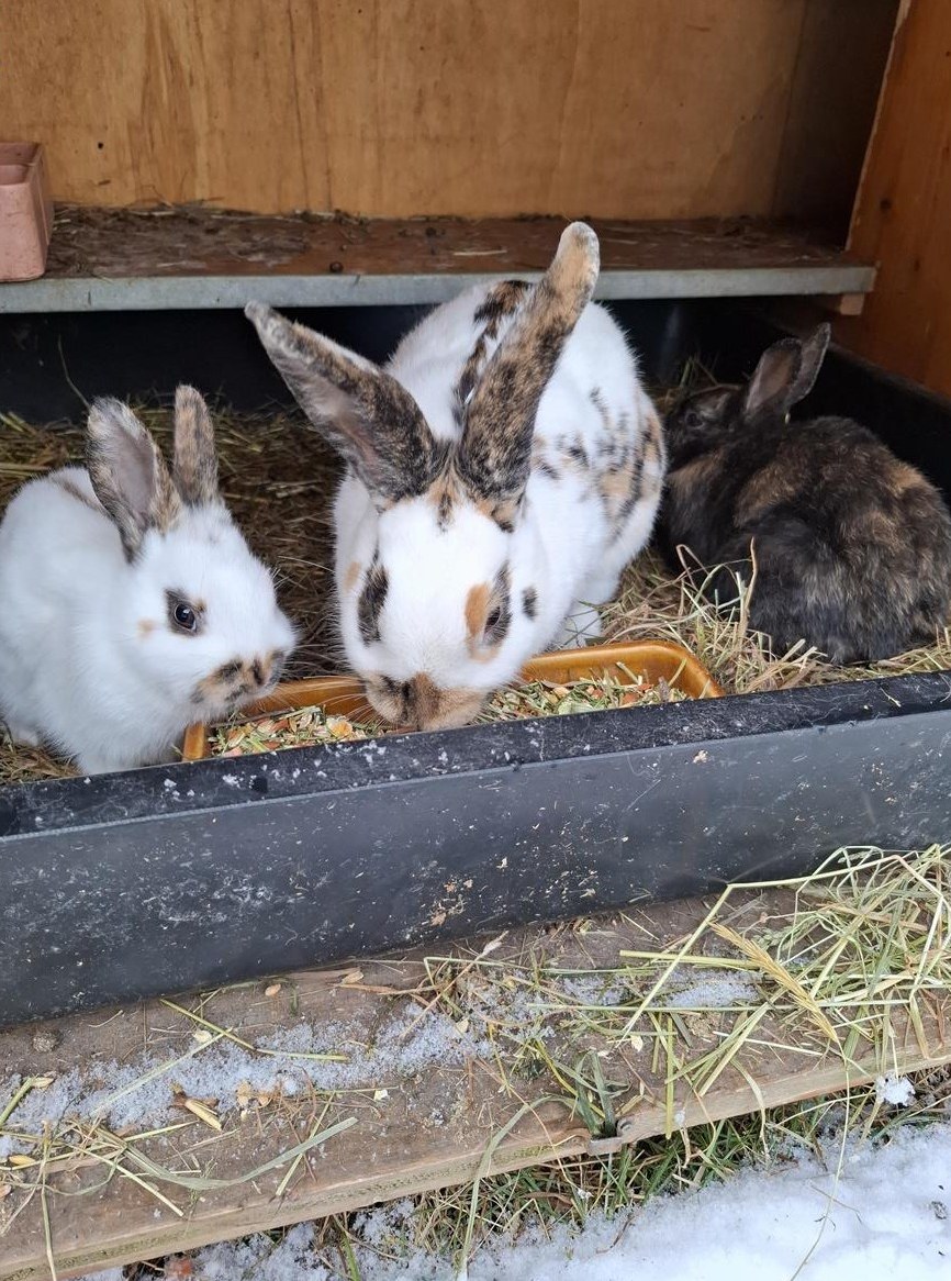 Dreifarbenschecken Rammler zu verkaufen