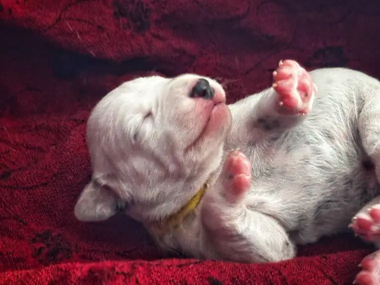 Dalmatiner Welpen VDH DZGD