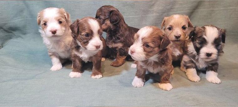 Havaneserwelpen in Sonderfarben