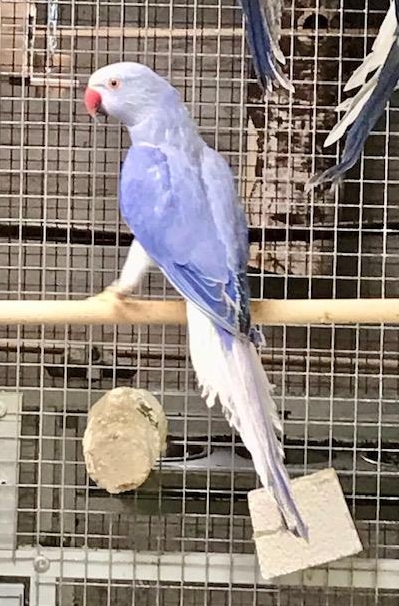 Pfrimers-Sittich, Halsbandsittich zu verkaufen