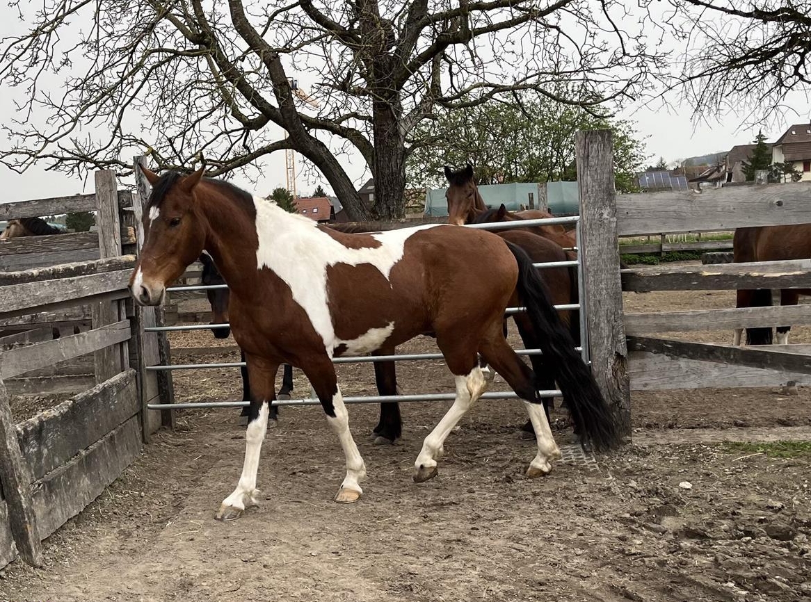 Tolles Freizeitpferd zu verkaufen