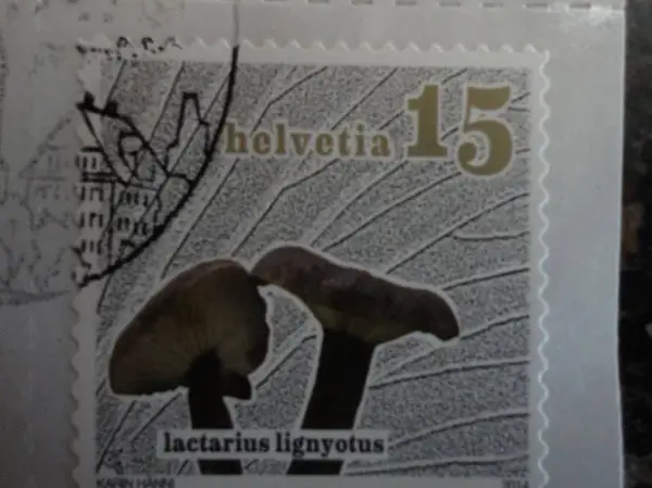  Helvetia 15 Lactarius Lignytus 2014