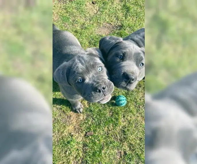 Cane Corso blue line Welpen