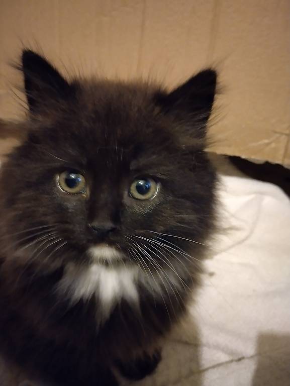 Junge Angora Mischling