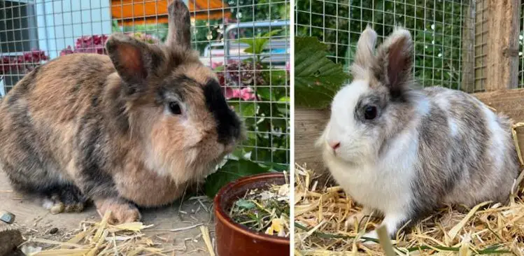 Zwergkaninchen Pärchen GRATIS abzugeben