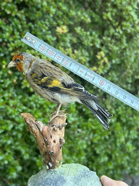 Vogelpräparat Orange Stieglitz, Mischling