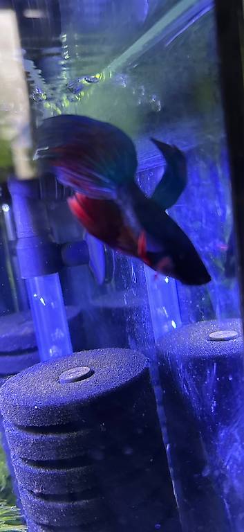 Kampffisch Männchen (2)