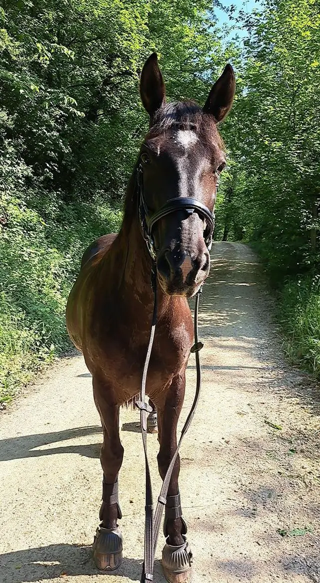 Reitbeteiligung für liebevolle Freiberger x Trakehner Stute, Rothenfluh BL