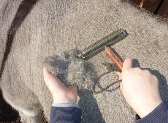 Coat-King-Striegel - Unterstützung beim Fellwechsel