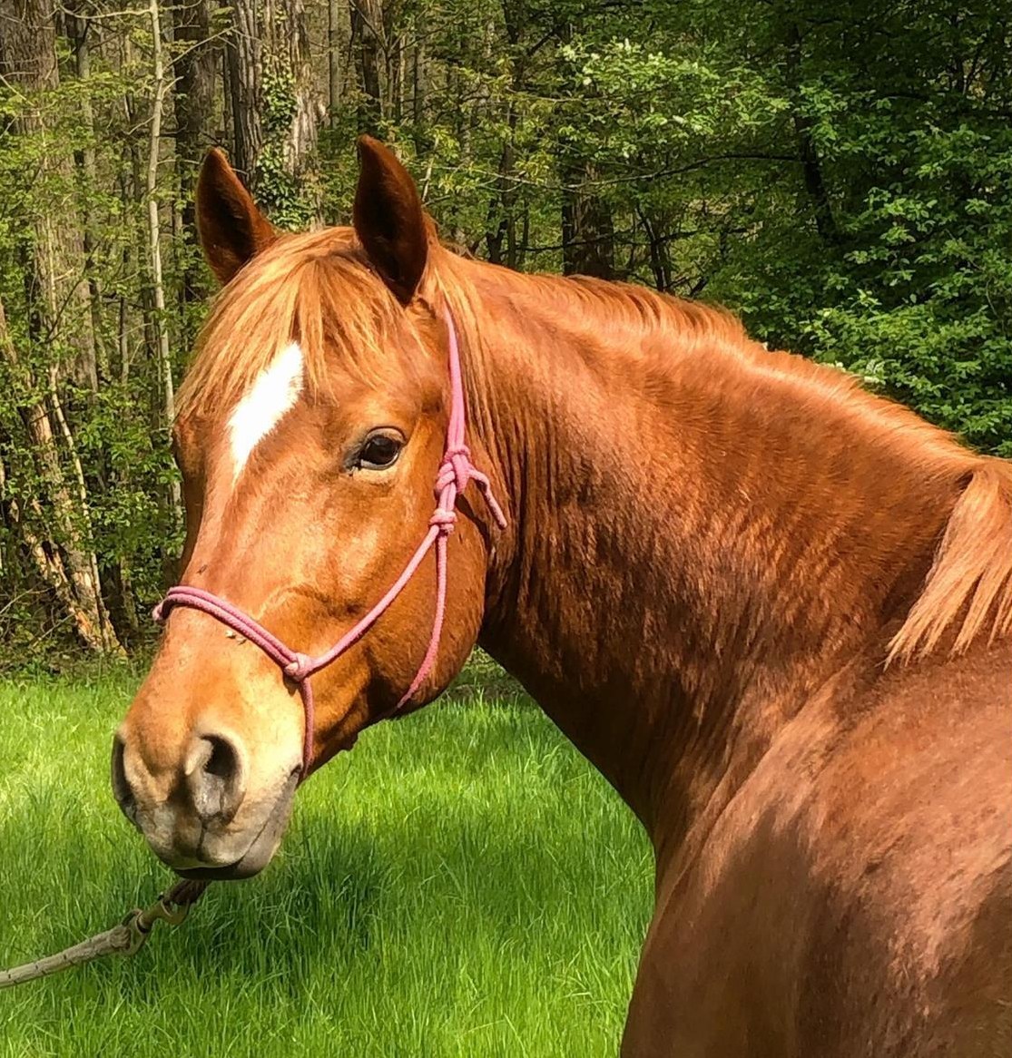 Reitbeteiligung für Quarter Horse Wallach, Reinach BL