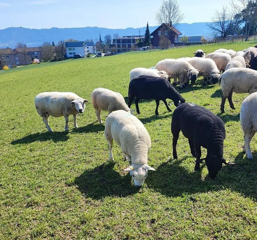 Diverse Schafe, Auen mit Lämmer