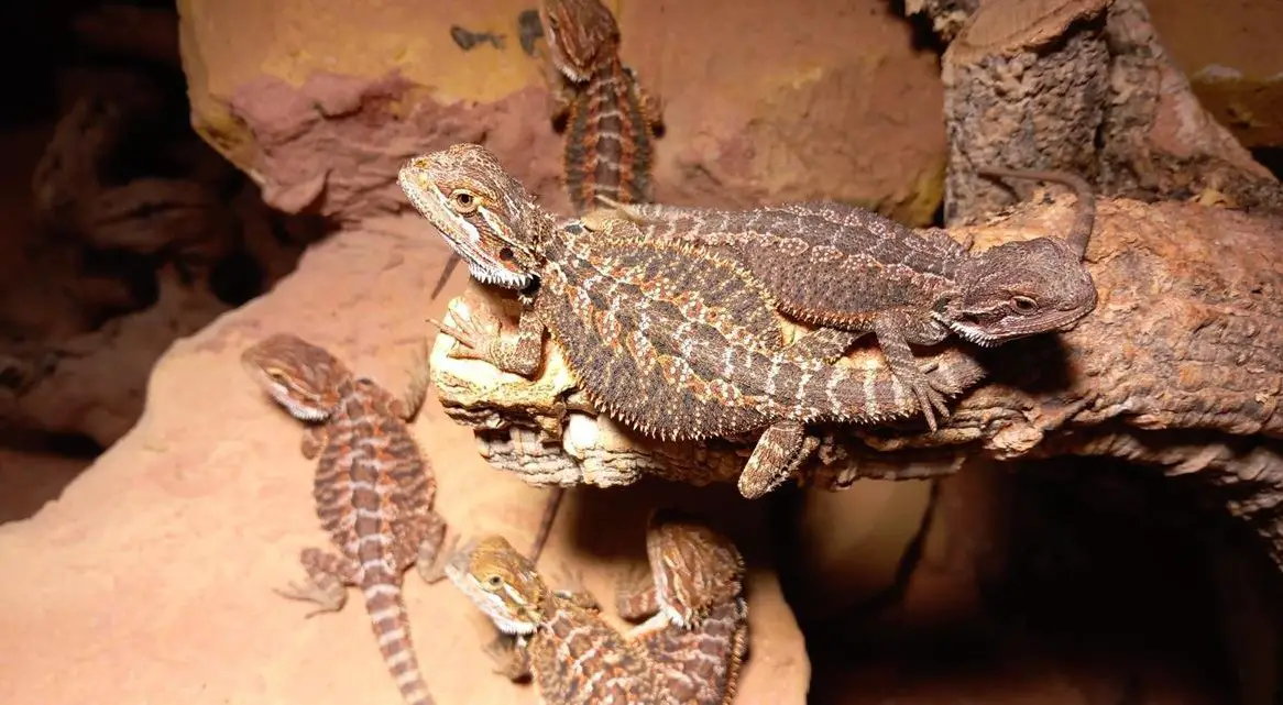 Bartagamen Jungtiere zu verkaufen