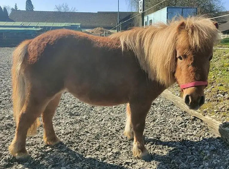 Mini Shetty Stute SONIA, ca. 92cm