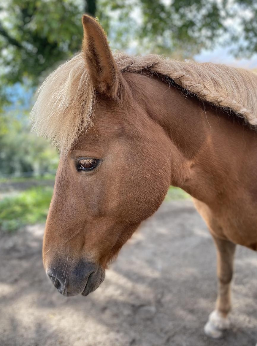 Reitbeteiligung auf Islandstute in Ermenswil SG