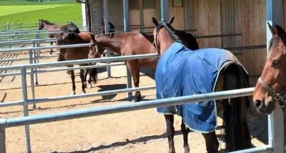 Pferdeboxe mit Auslauf im Kanton Bern