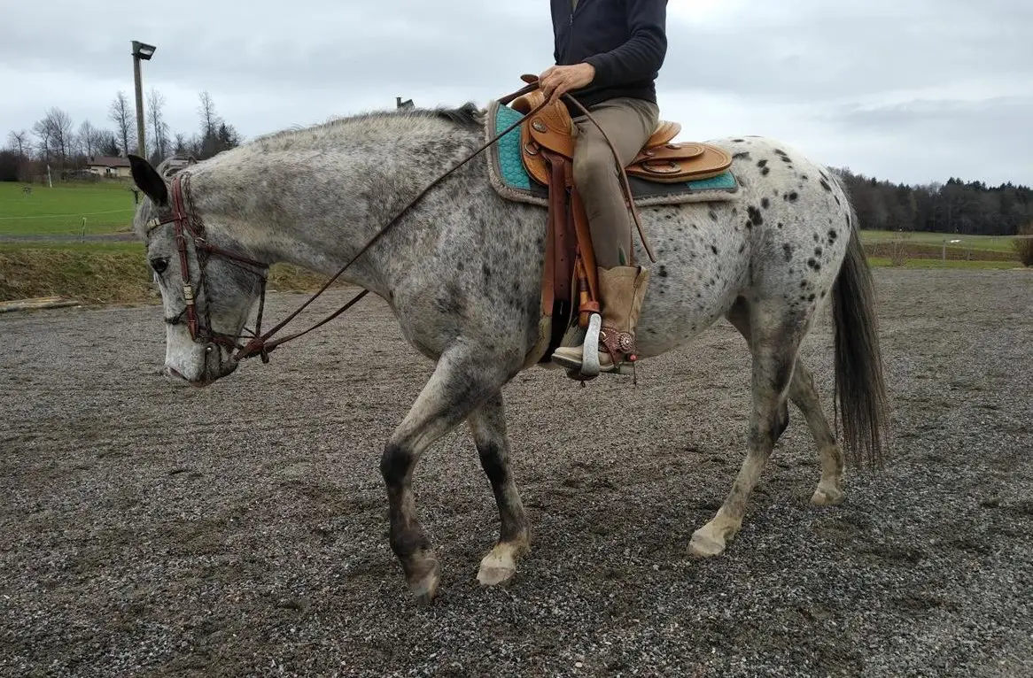 Stall/Stallteil oder Scheune gesucht zur Selbstbewirtschaftung