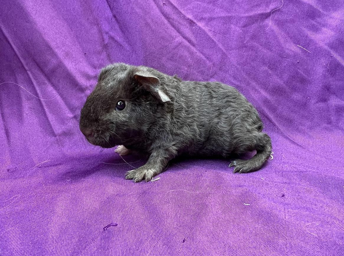 US-Teddy Meerschweinchen zu verkaufen