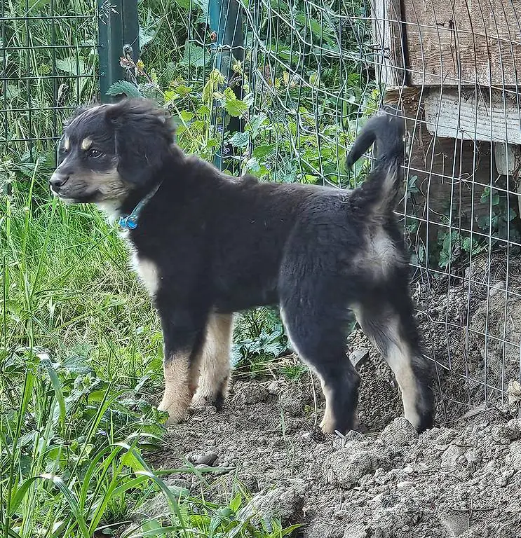 Mini Aussie Doddle Mix Welpe