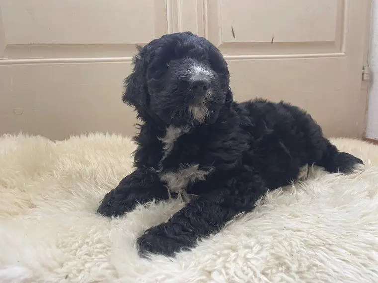 Tolle Bernedoodles-Nur noch ein Junge frei