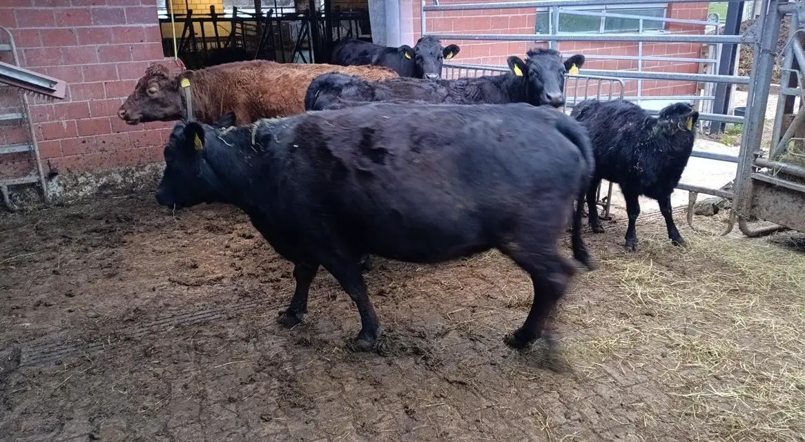 Kreuzungstiere Dexter mal Low line zu verkaufen