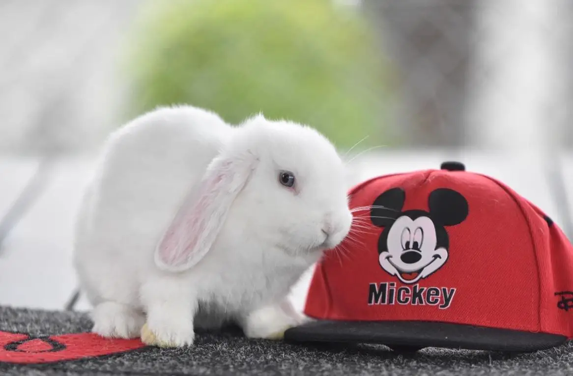 Minilop / Zwergwidder suchen ein Zuhause