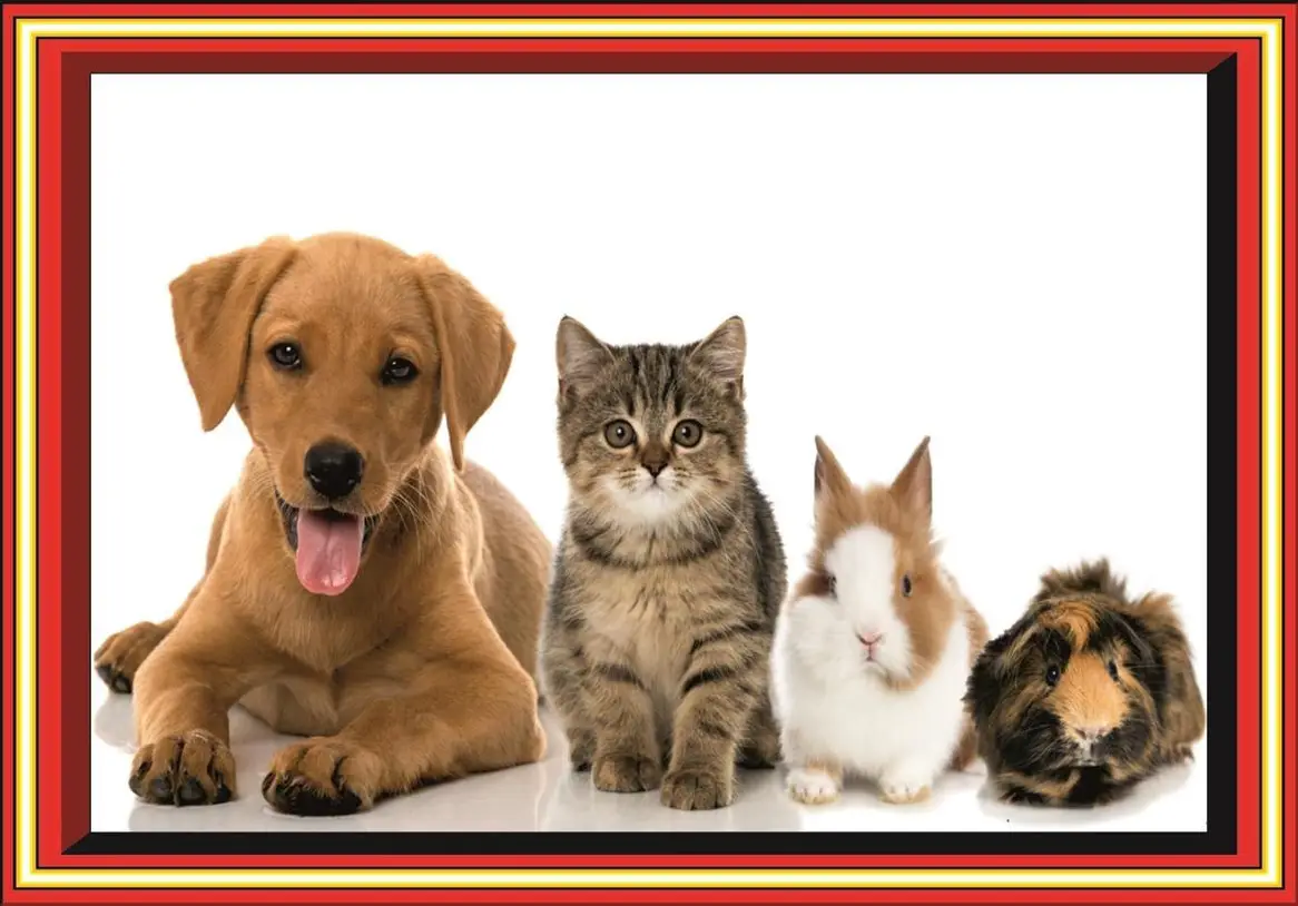 Praktikant-in Tierpflege / 2025 die Lehre als Tierpfleger-in EFZ