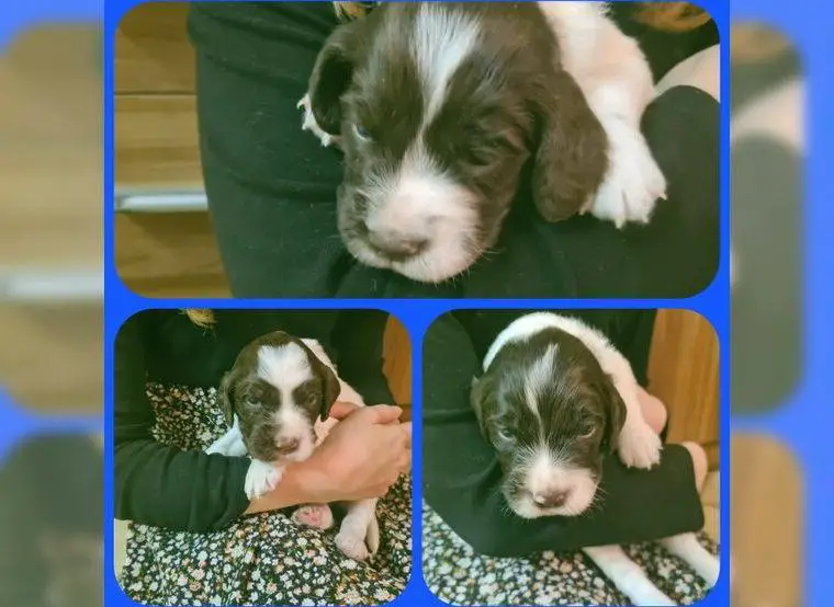 Kleine Münsterländer Welpen