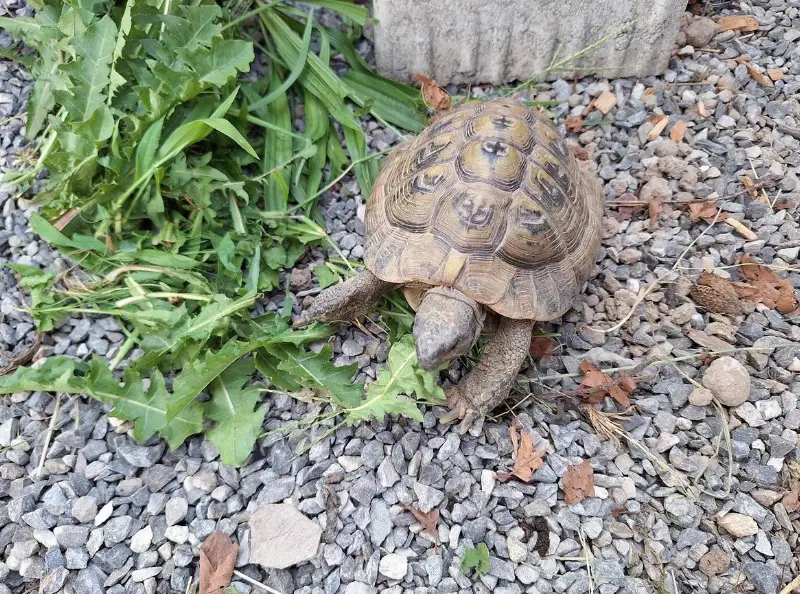 Griechische Landschildkröte männlich abzugeben