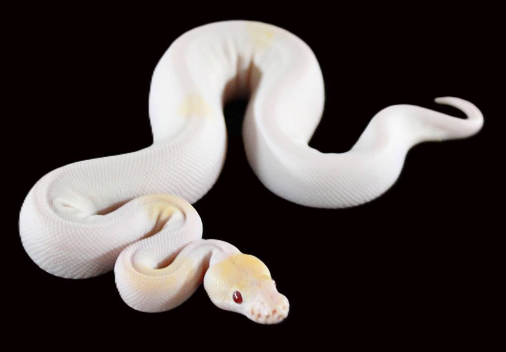 0.1 Pastave, Dreamsicle