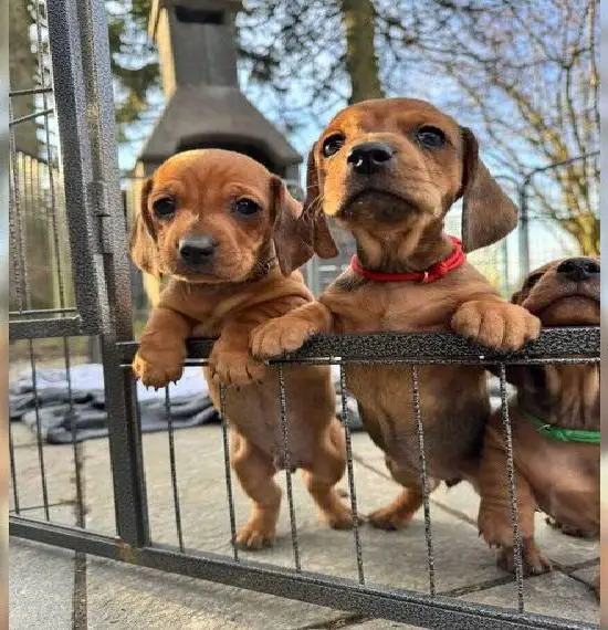 Dackelwelpen (getigert)