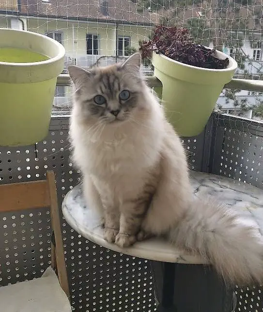 Junge Büsi Perser- Birma- Ragdoll Mix