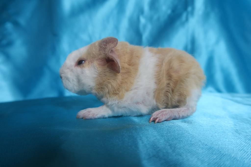 Meerschweinchen/Junge US-Teddy Frühkastraten