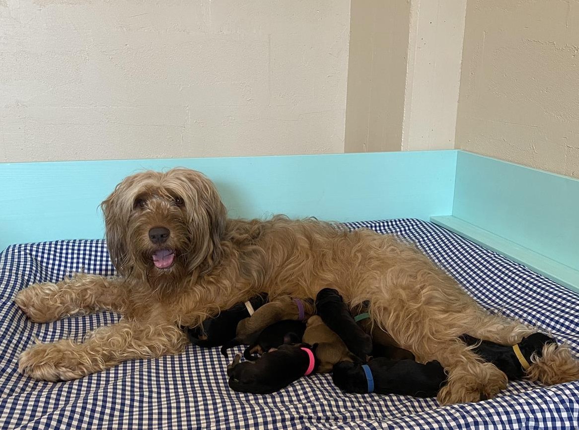 Wäller (Aussie x Briard) Wurfankündigung