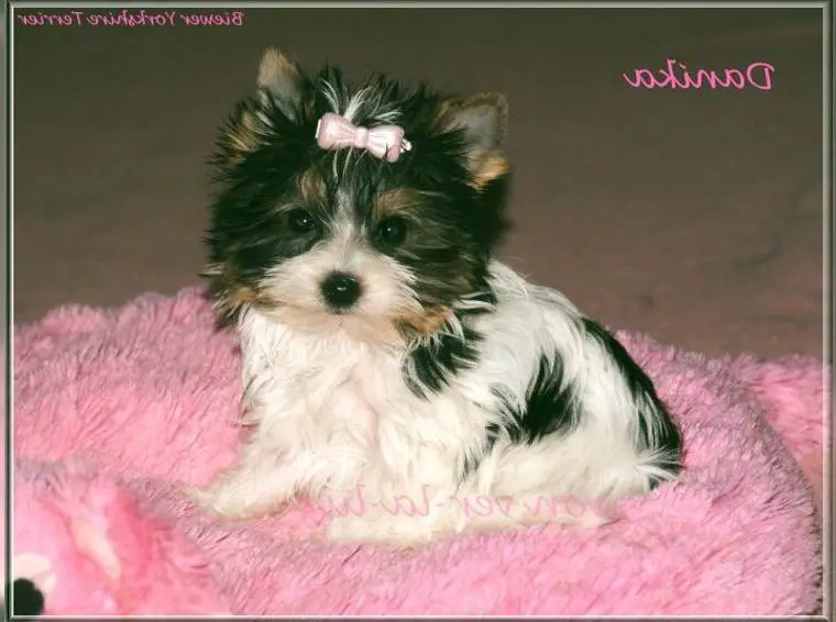 Biewer Yorkshire Terrier Mädchen