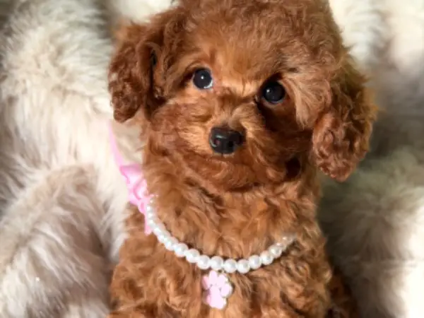 FCI VDH Toypudel Reinrassige Red Apricot Asiatische Zwergpudel