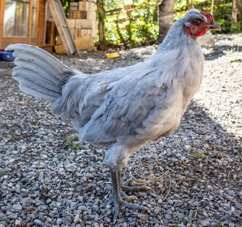 Reinrassiger British Lavender Araucana Hahn abzugeben
