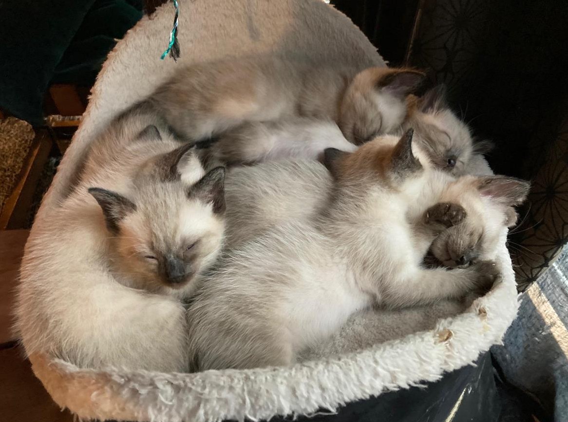 Siam Kitten (Rundkopf) , stubenrein