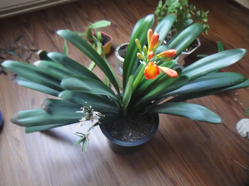 Clivie, Zimmerpflanzen in Erde Thurgau