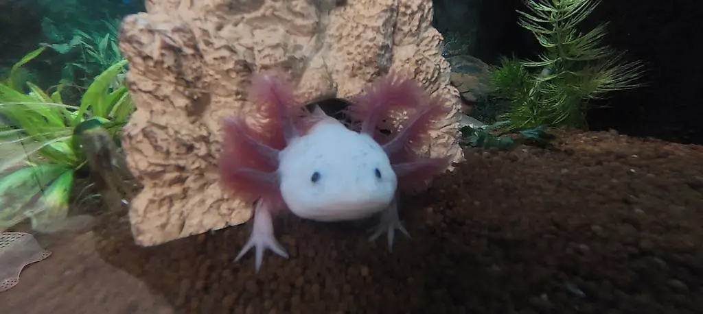 Axolotl Jungtiere