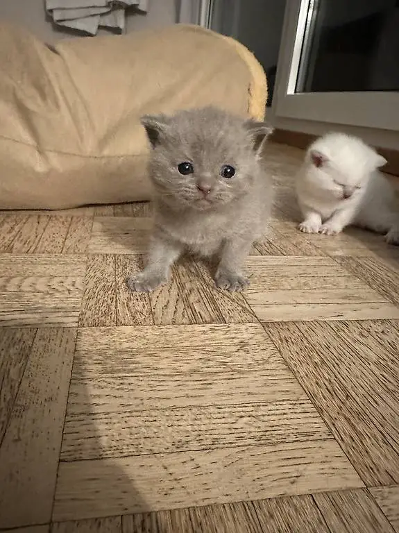 BKH Kitten Lilac
