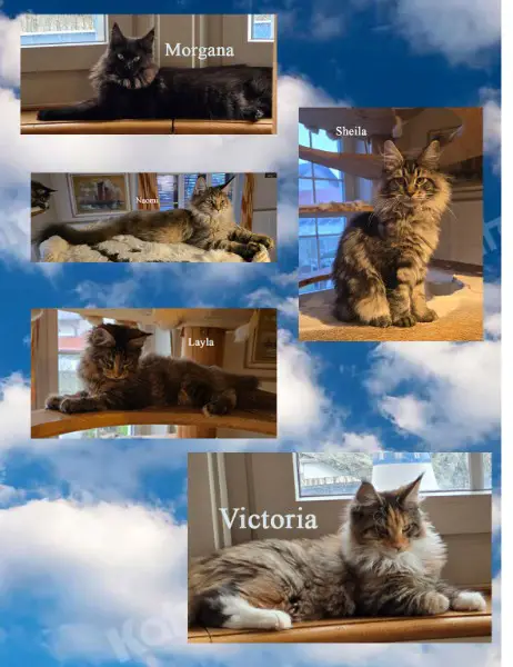 Maine Coon Kitten mit herausragendem Stammbaum