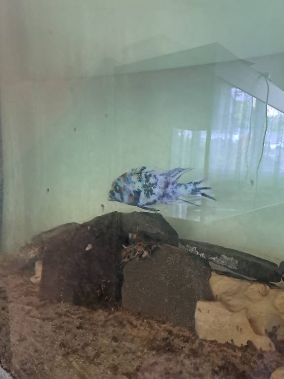 Zu verkaufen Malawi Delphine