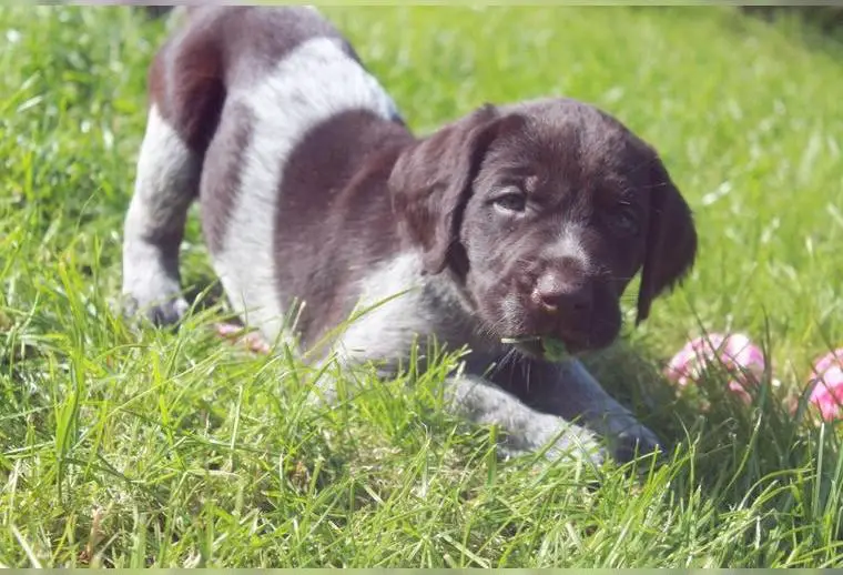 Deutsch Drahthaar Welpen