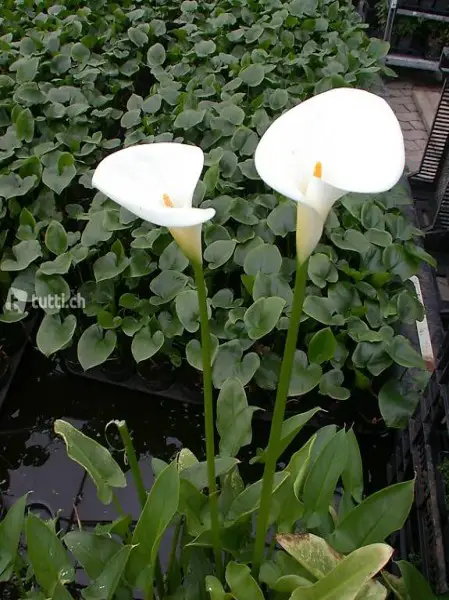  Teichpflanzen: Wasserpflanze Zantedeschia aeth. Crowborough