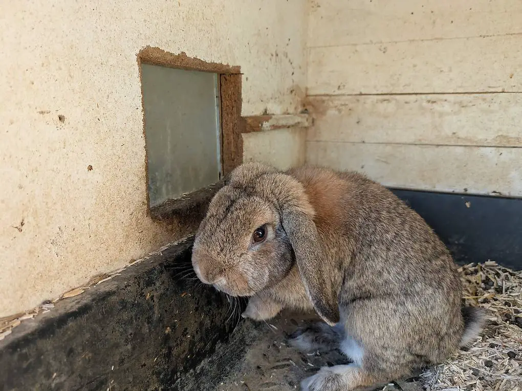 Zwergwidder Bock zu verkaufen