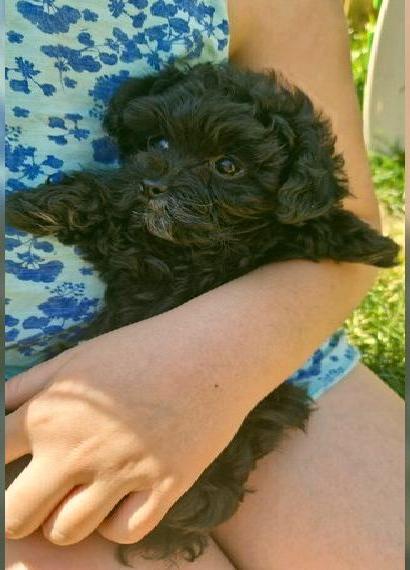 Bollipoo (Bolonka+Pudel)