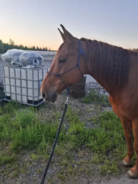 Reitbeteiligung für den eher speziellen fall