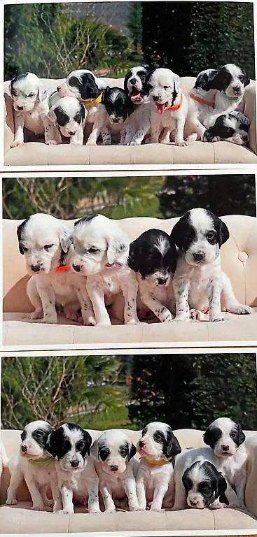 Stupendi cuccioli di setter inglese