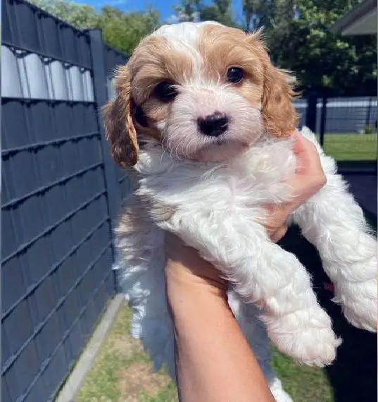 Cavapoo Welpen -Zwergpudel/Cavalier King Charles Spaniel