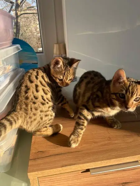 Wunderschöne reinrassige Bengalkitten